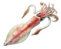 Calamars frais