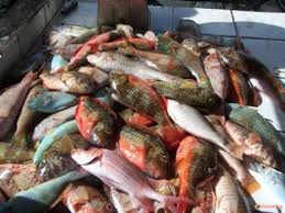 livreur de poisson frais