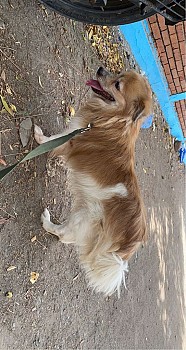 Chien