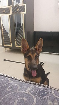 Chien Berger Allemand de 5 mois et demi