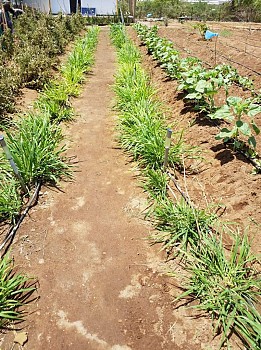 Jardin plus cabane préfabriquée à Damerjog