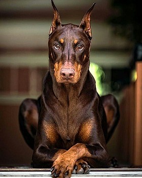 Doberman Âge 3 ANS