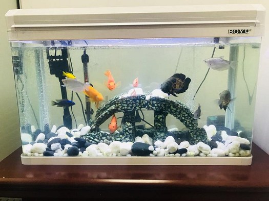 Aquarium artificiel