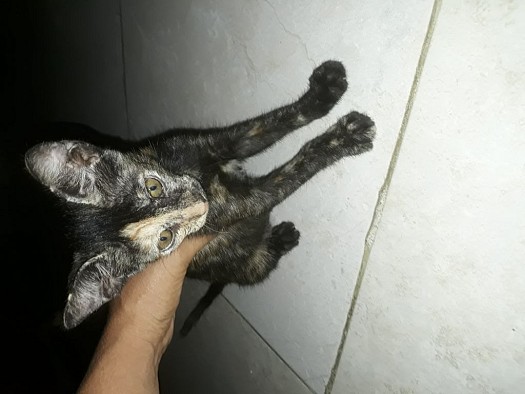 Donner des chatons