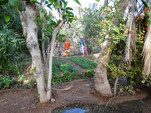 Les légumes du Jardin à Ambouli