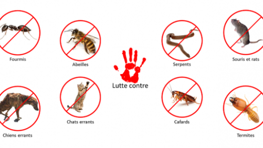 Tip Top Insecte Pest Control Djibouti