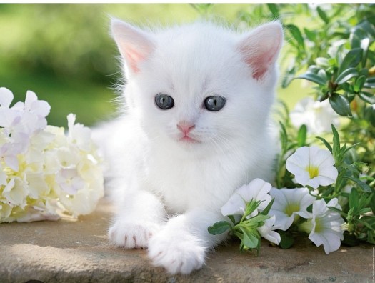 Achète Chaton BLANC