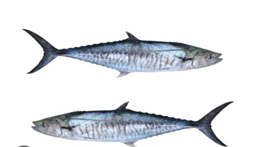 Vendeur de poisson Djiboutien - Thazard, Carangue, Paracuda, Thon et Requin